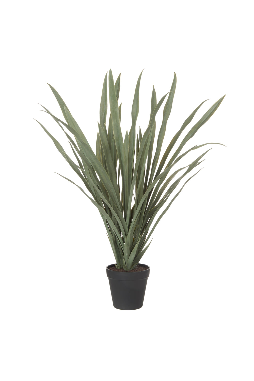 Yucca Plant
