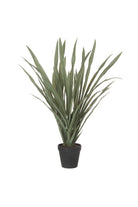 Yucca Plant - Magpie Style