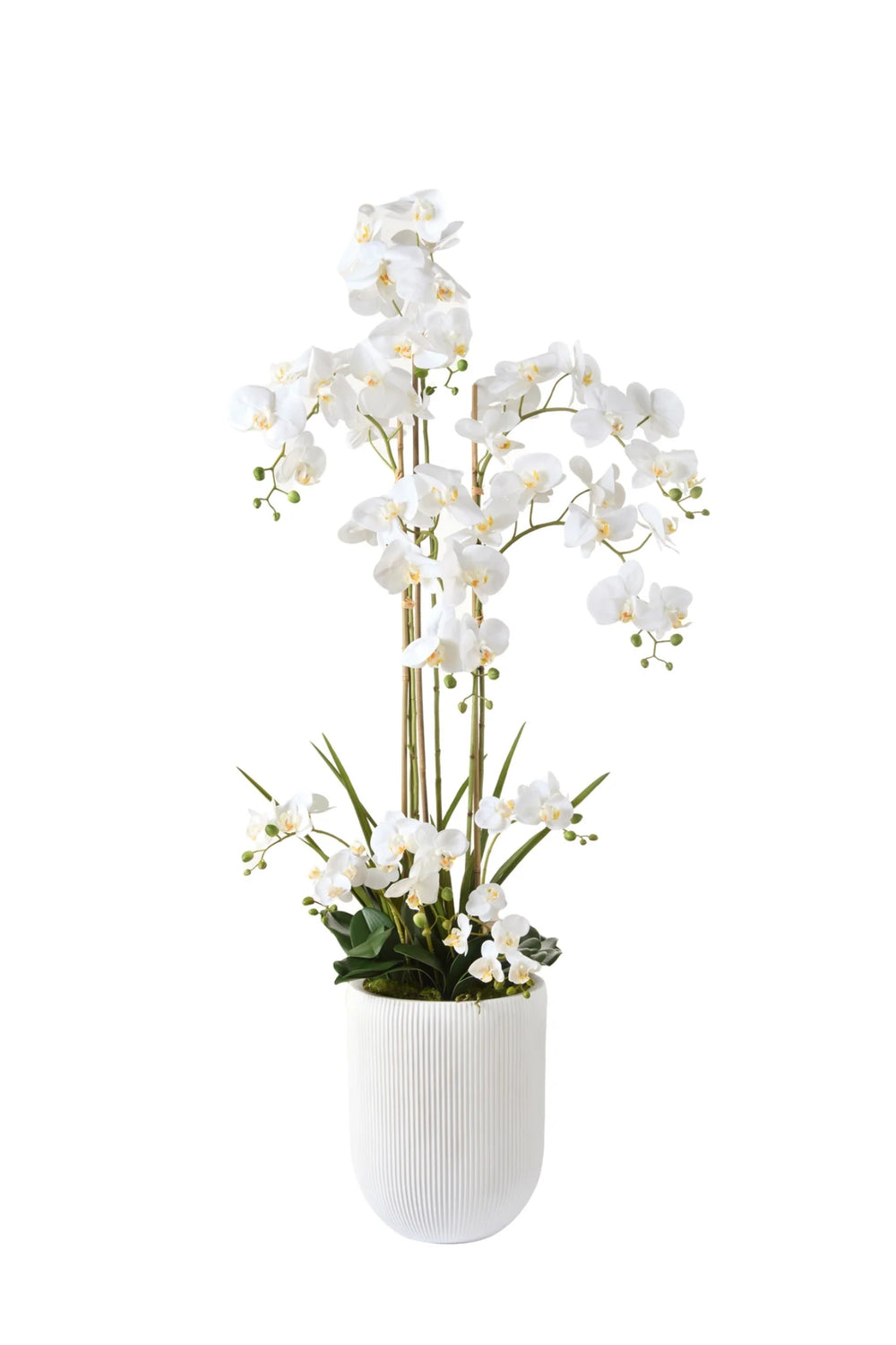 Avalon Orchid Garden Arrangement
