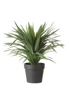 Potted Sisal Plant - Magpie Style