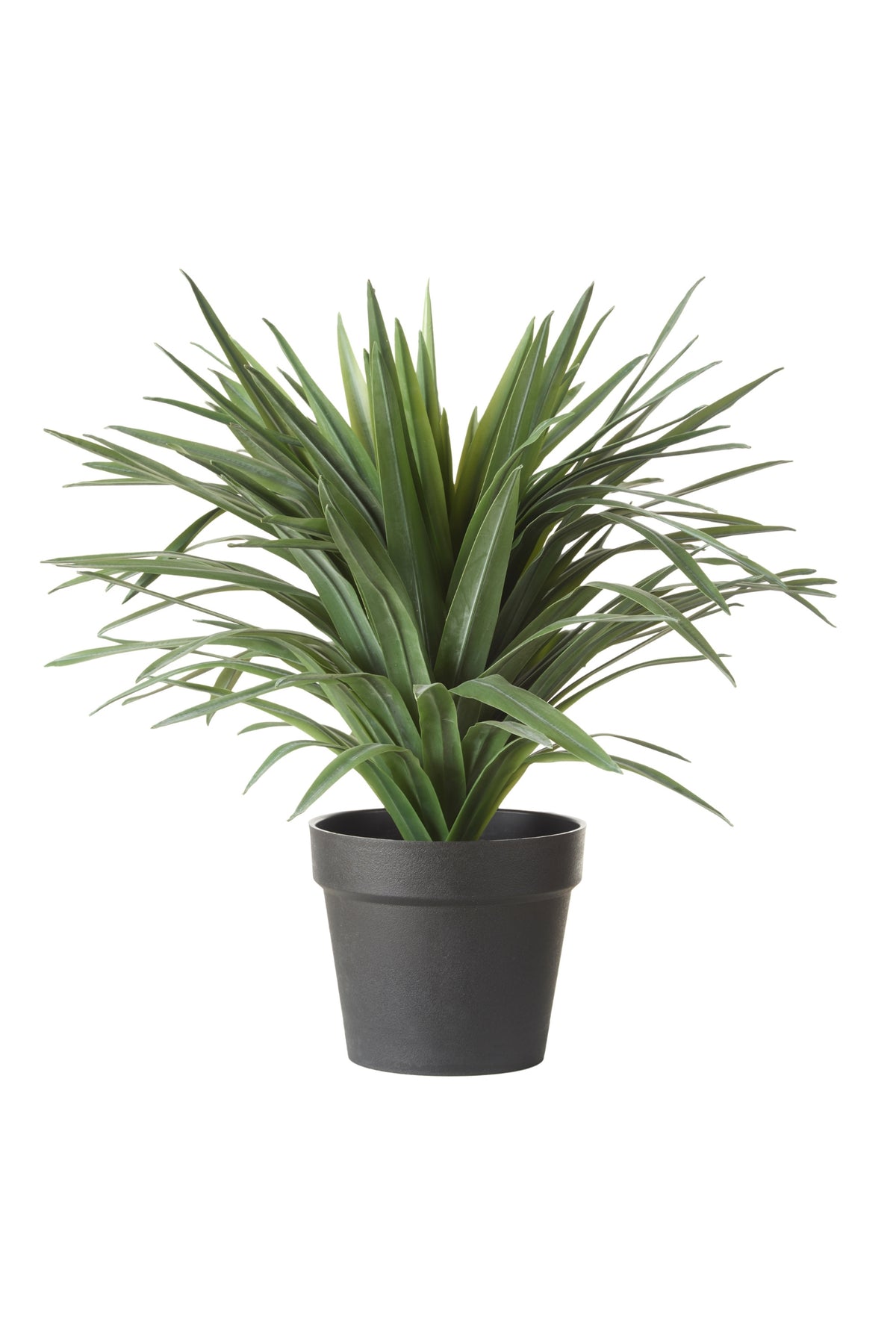 Potted Sisal Plant - Magpie Style