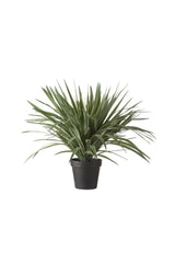 Faux Sisal Plant - Black Pot