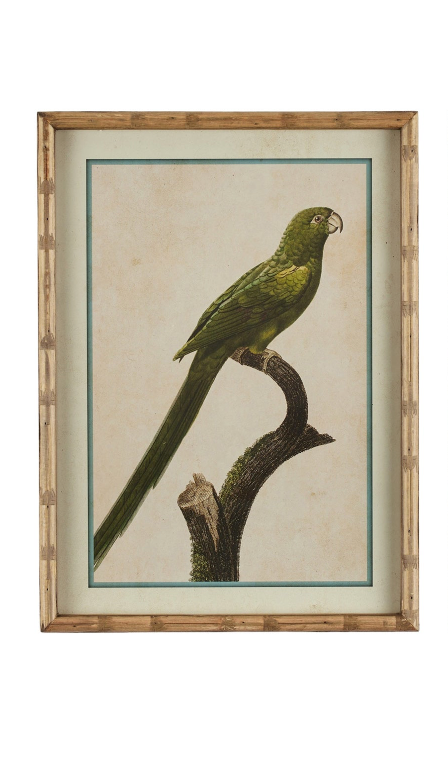 Parakeet Print in Carved 'Bamboo' Wooden Frame - Green Parrot - Magpie Style