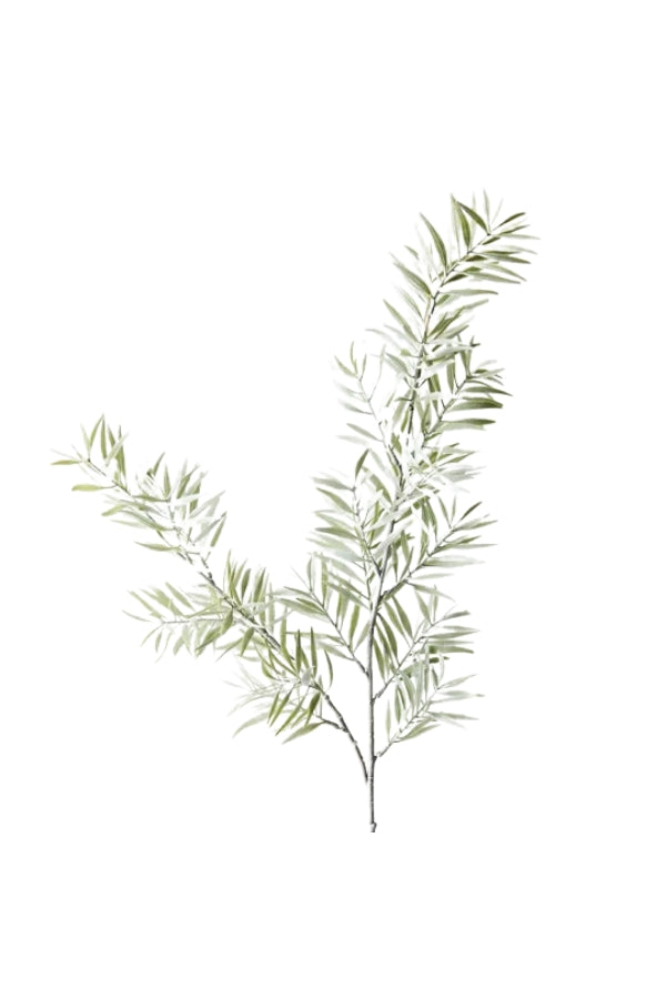 Acacia Leaf Spray