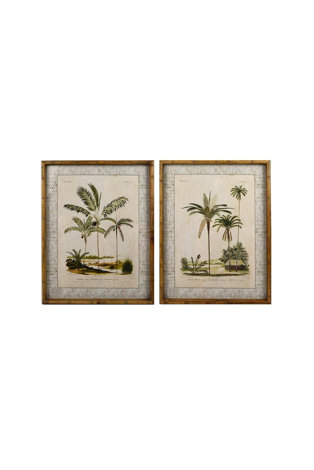 Zanzibar Village Palms Glass Framed Print - Magpie Style