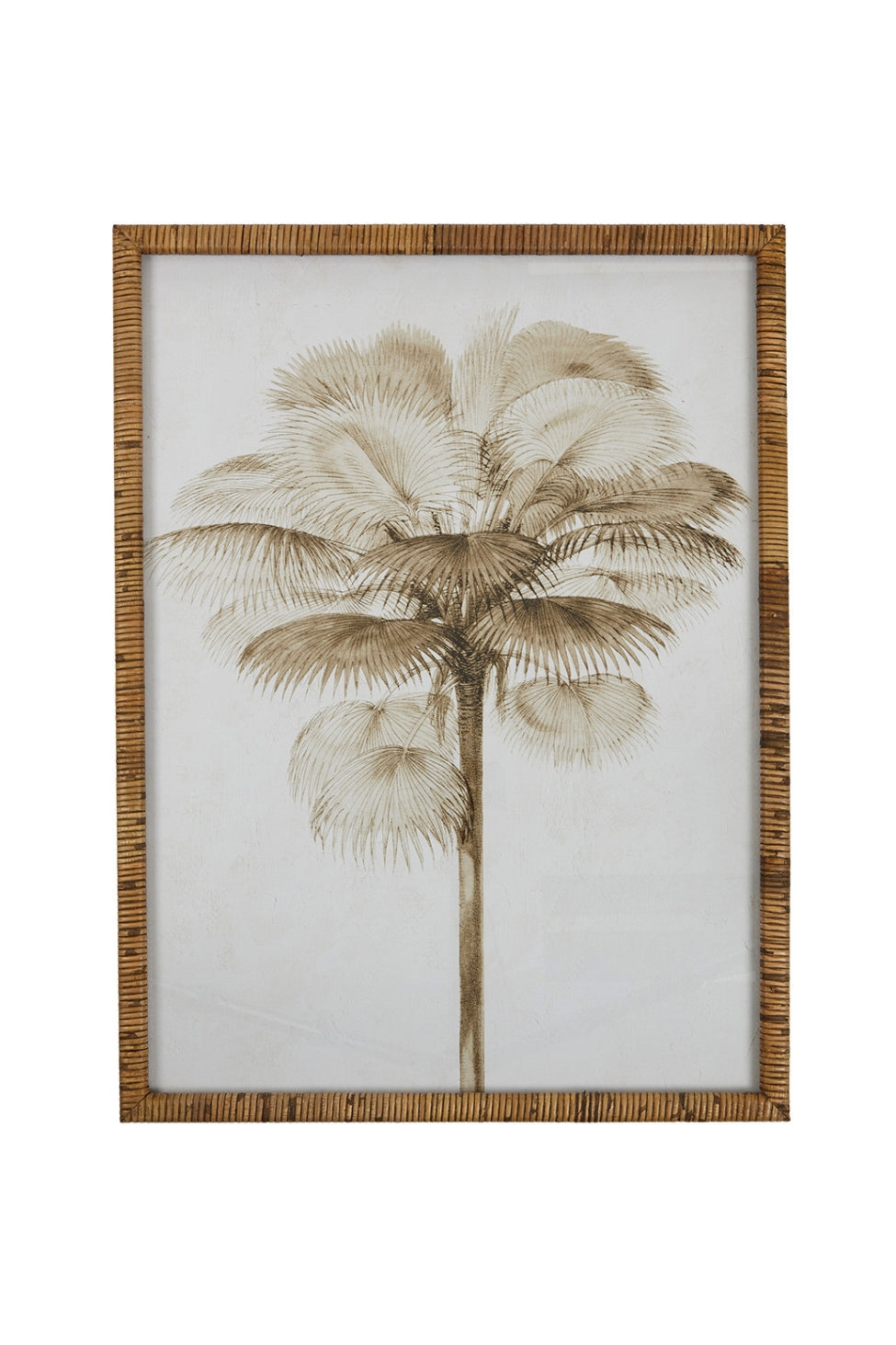 Aged Palm Study
