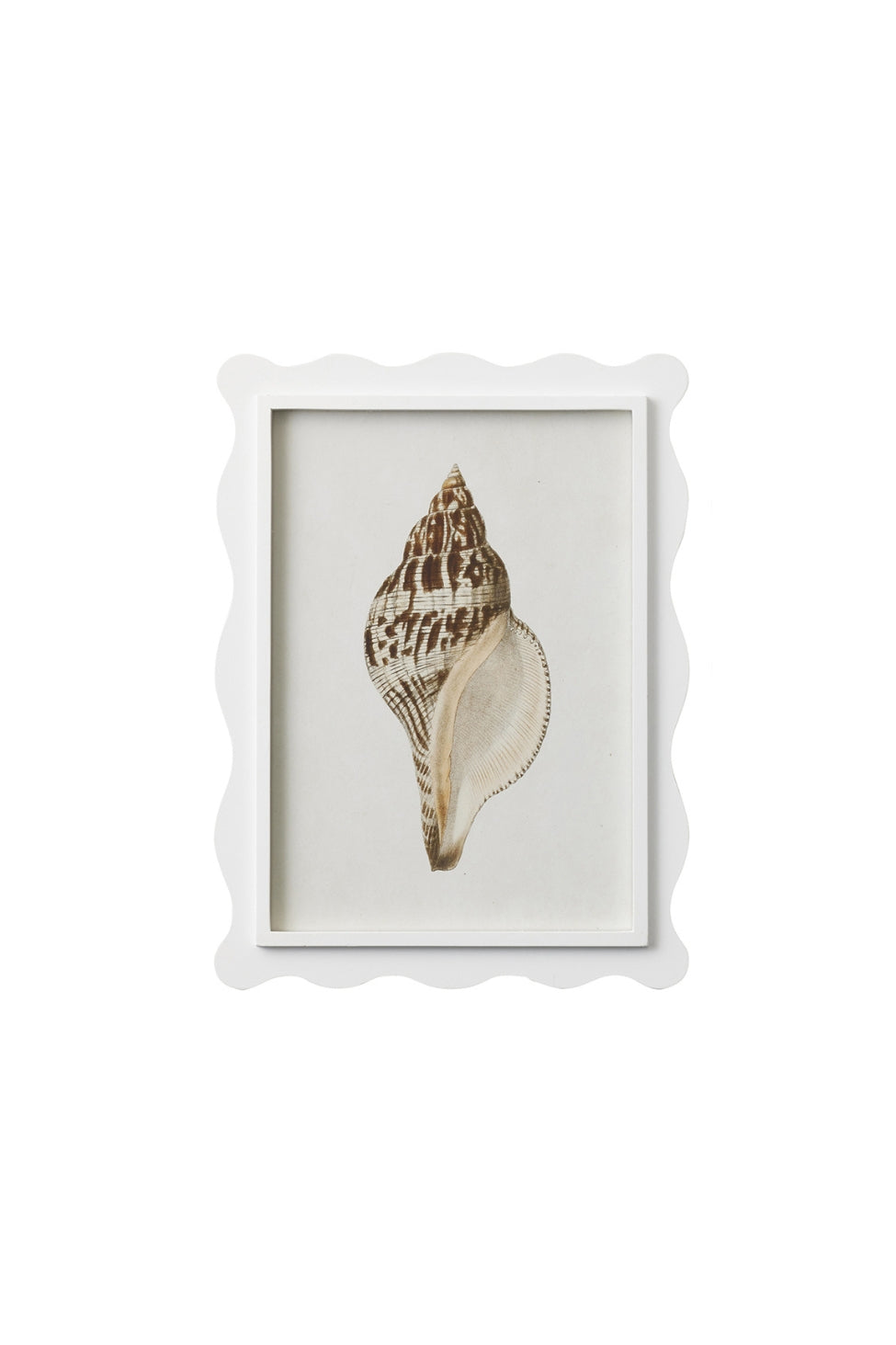 Scalloped Shell Study A