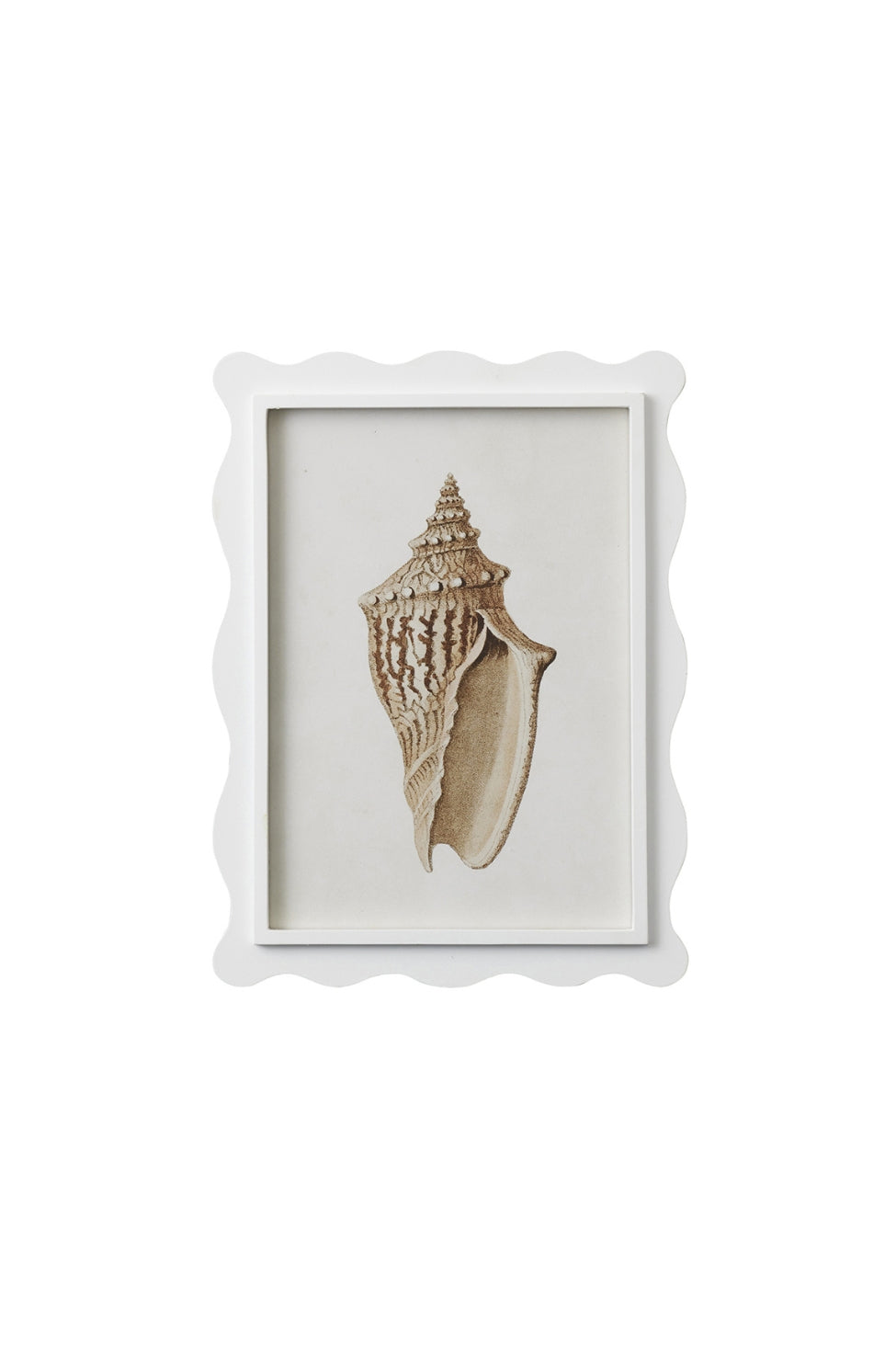 Scalloped Shell Study B - Magpie Style