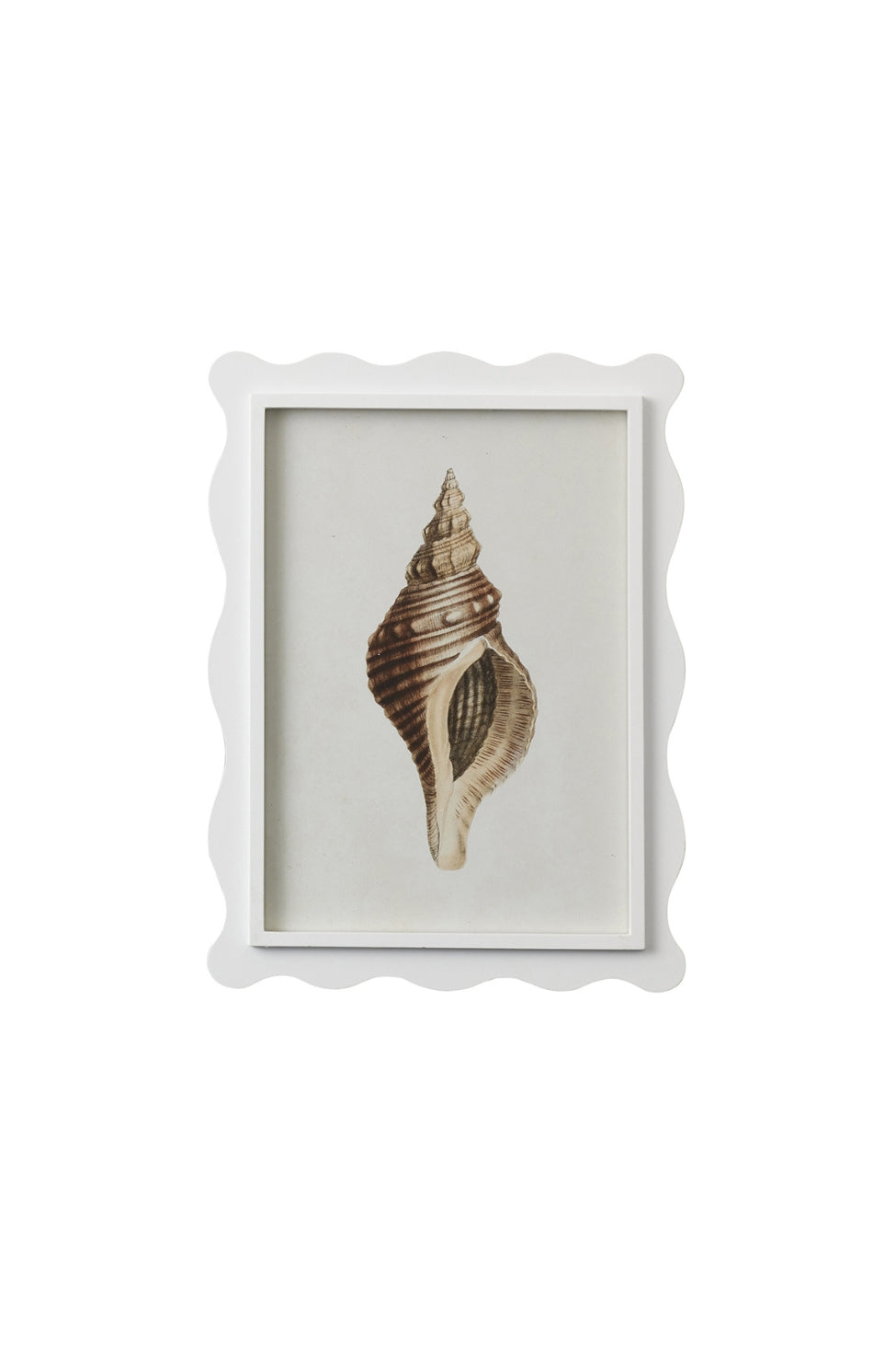 Scalloped Shell Study C - Magpie Style