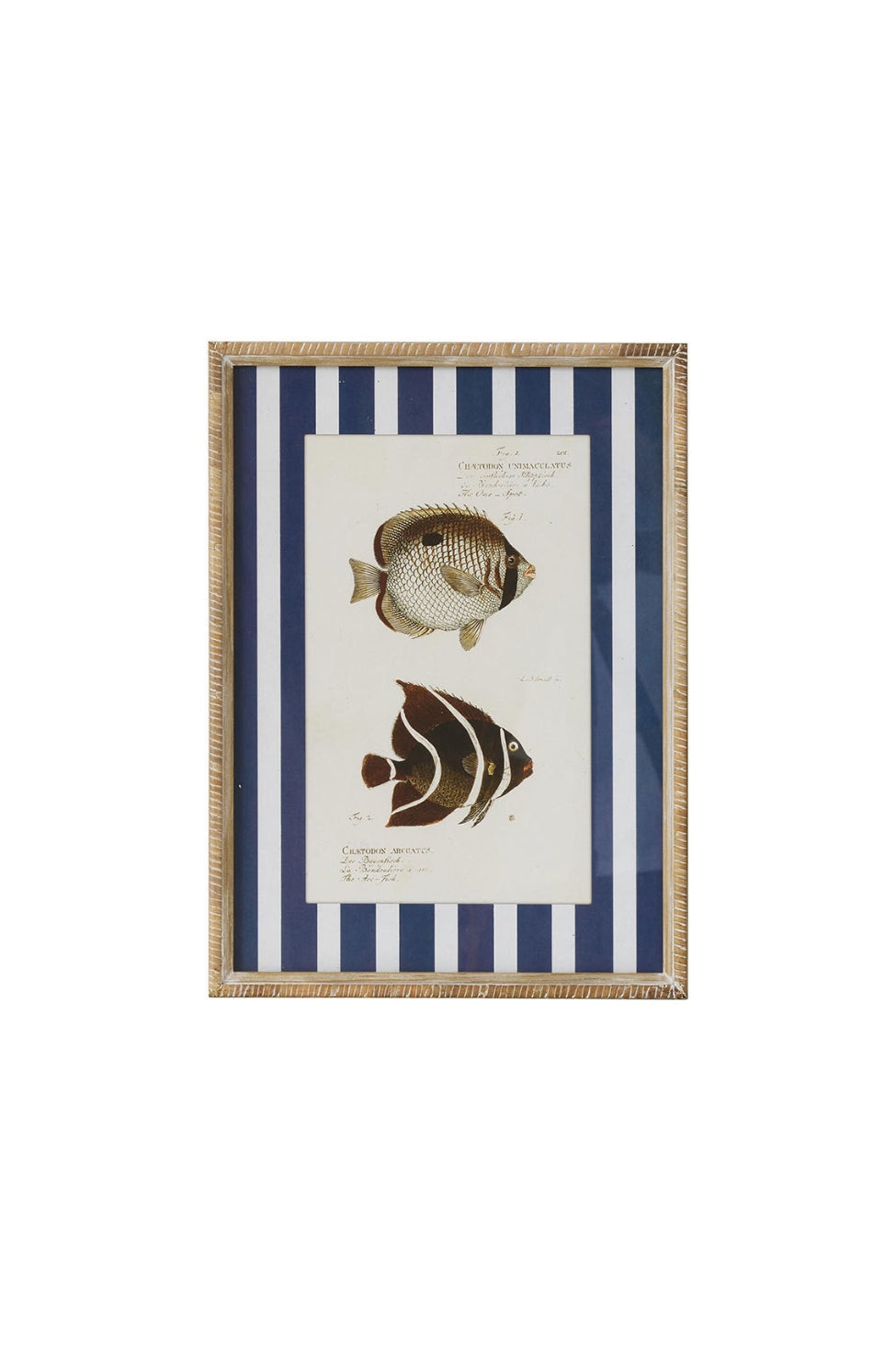 Tropical Stripe Fish Study