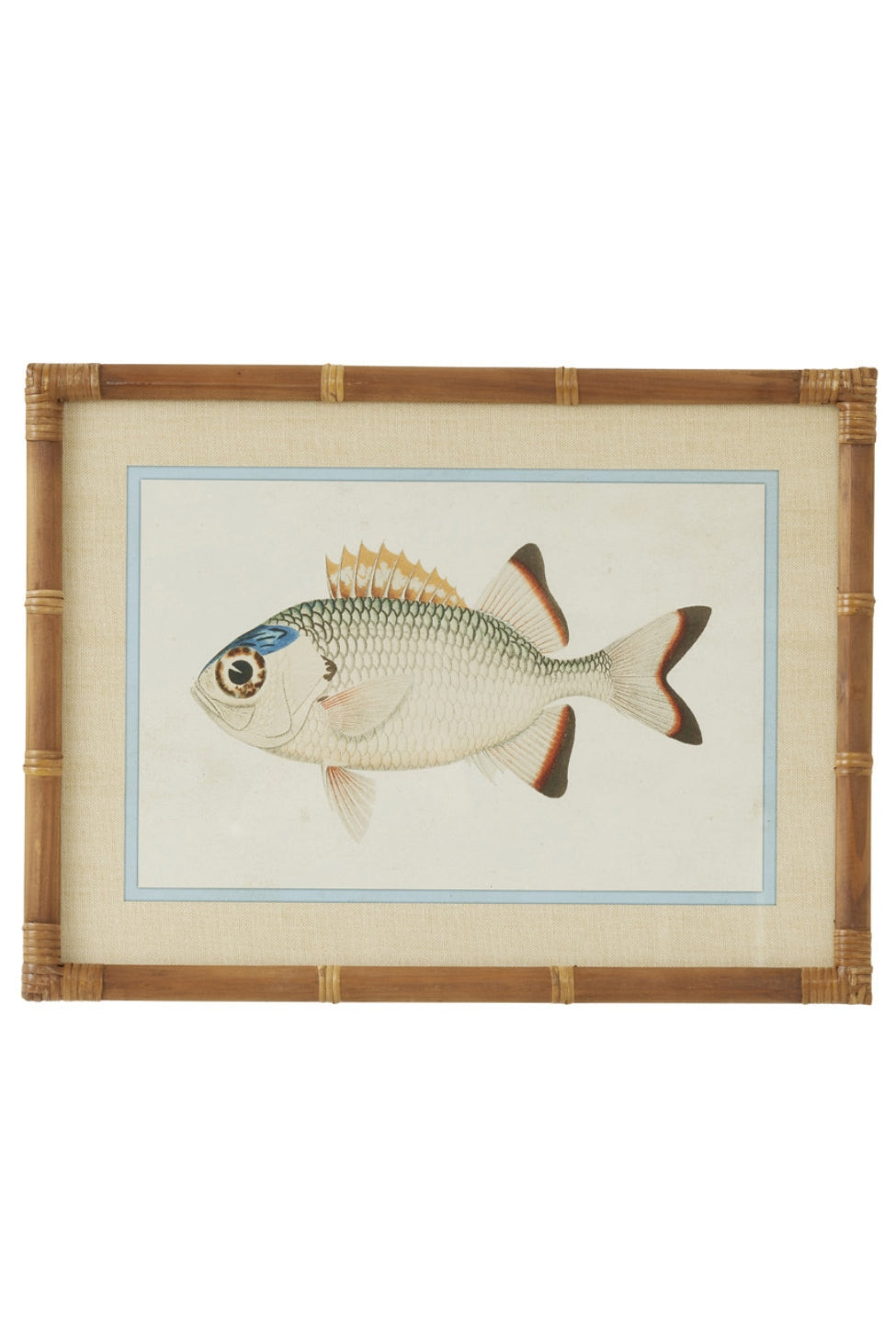 Laguna Reef Fish Study I - Magpie Style