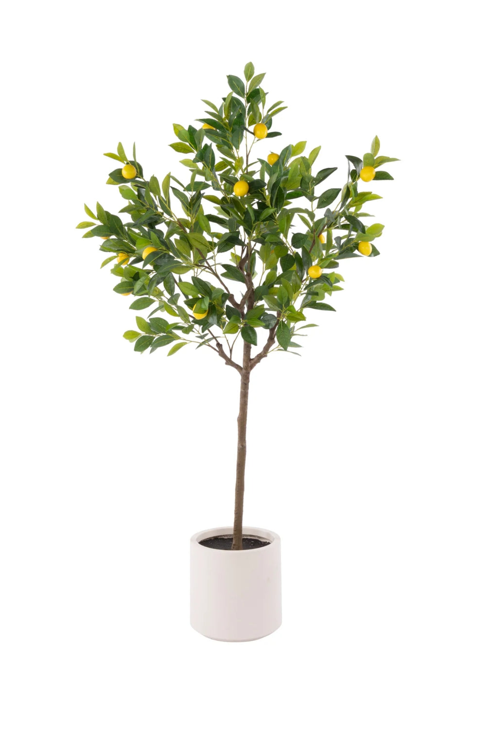 Amalfi Lemon Tree