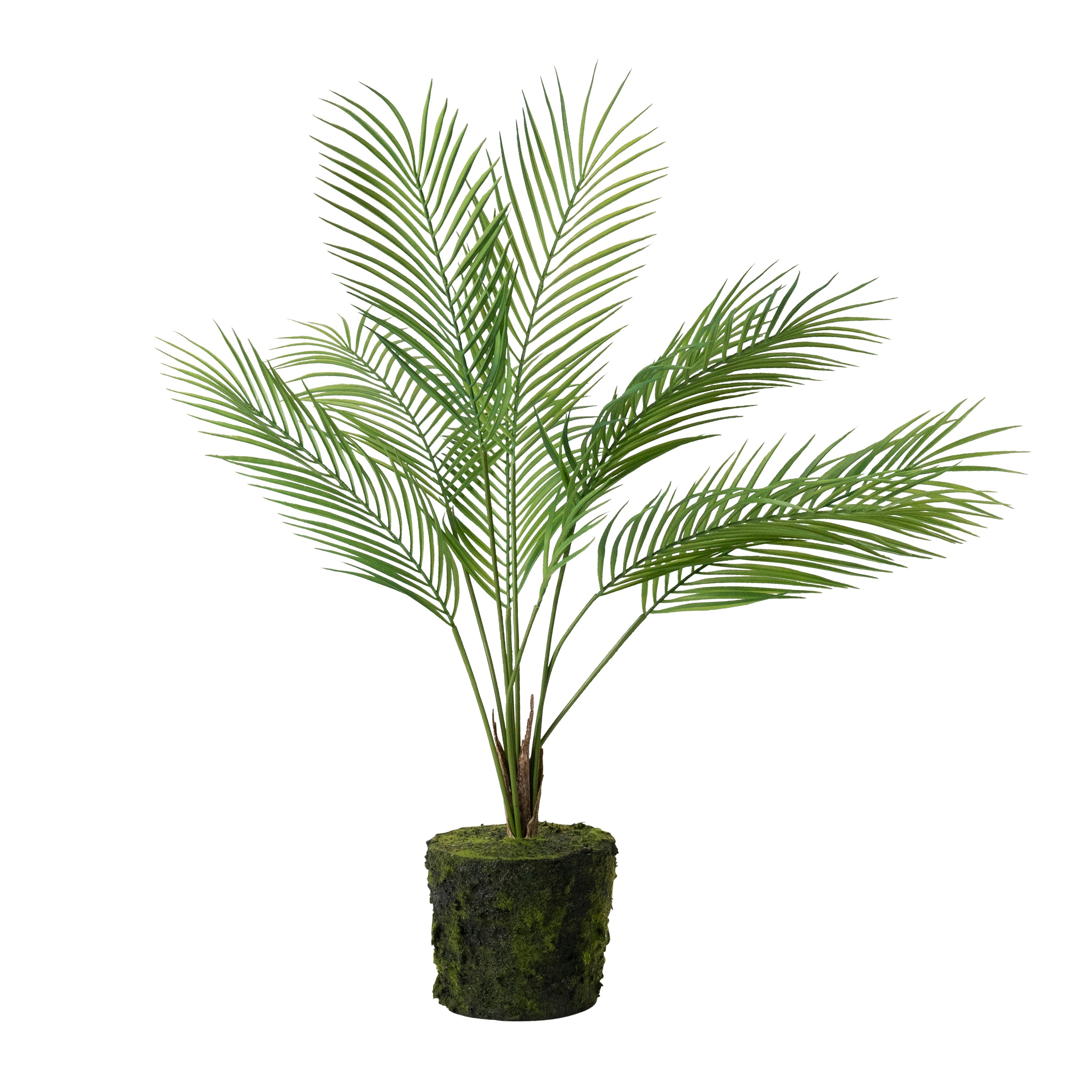 Large Bare Root Palm - Magpie Style