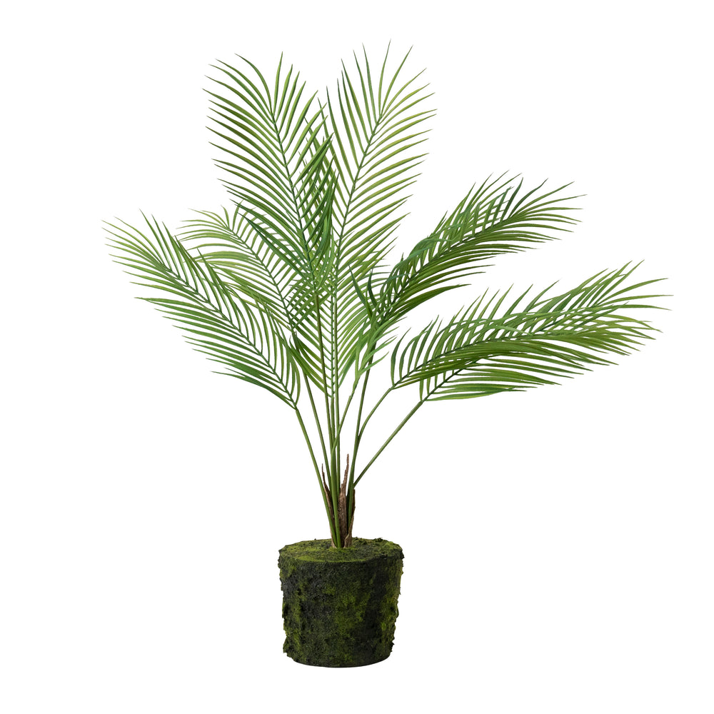 Large Bare Root Palm