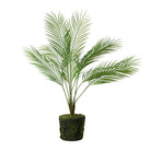 Large Bare Root Palm - Magpie Style