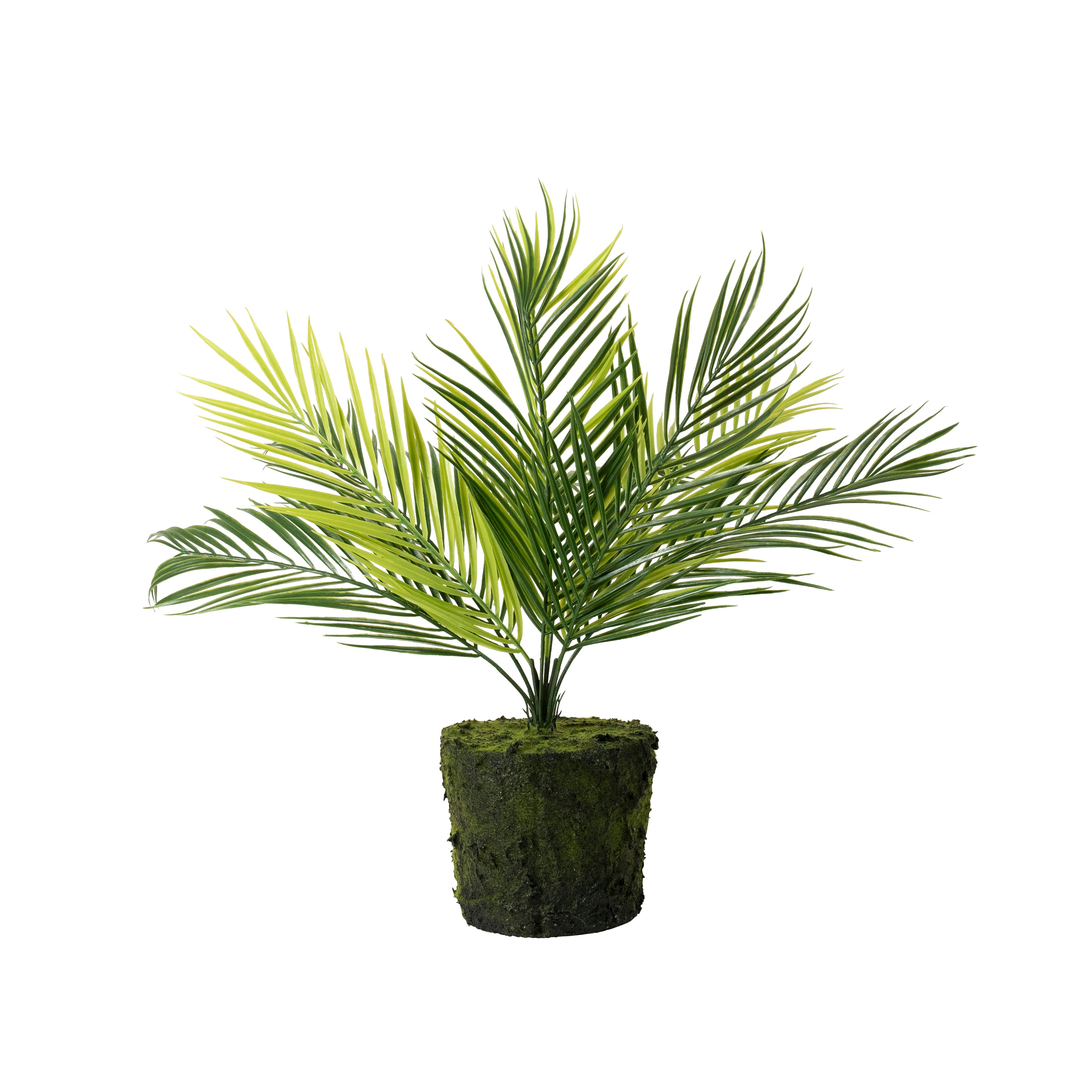 Medium Bare Root Palm - Magpie Style