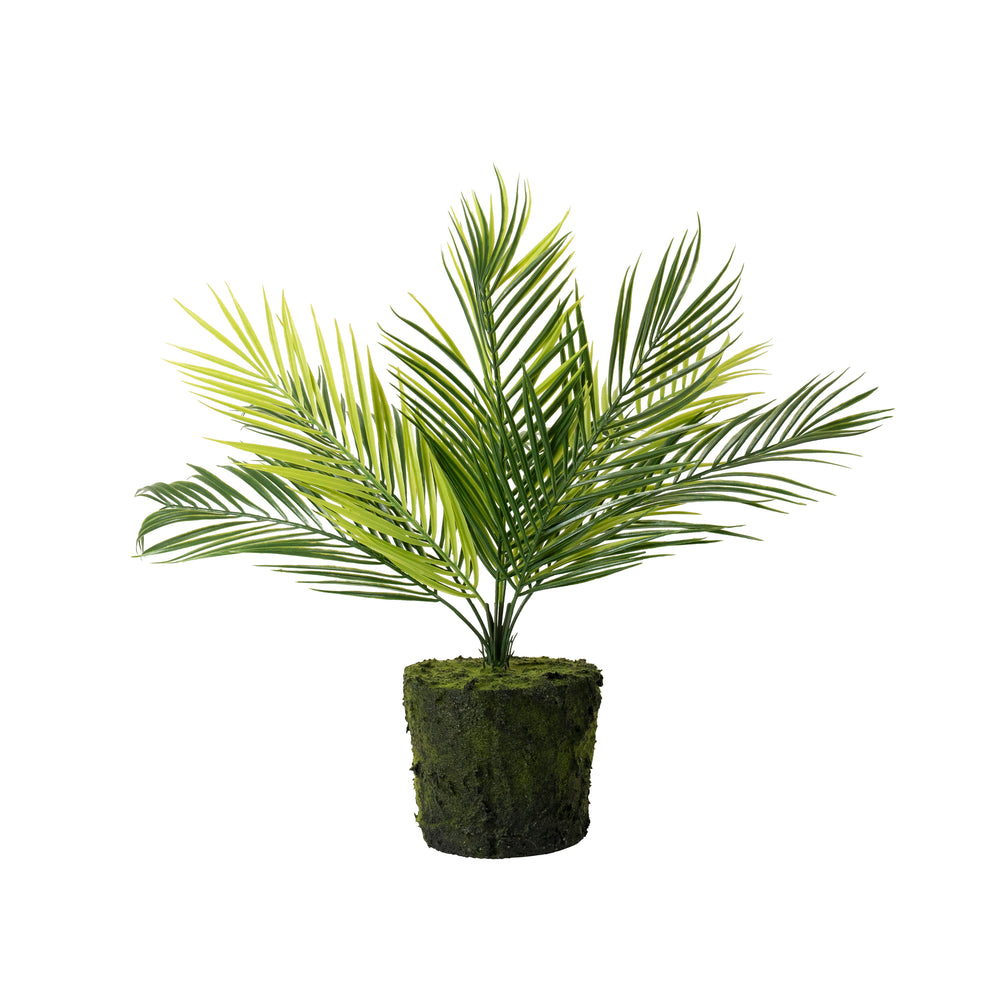 Medium Bare Root Palm