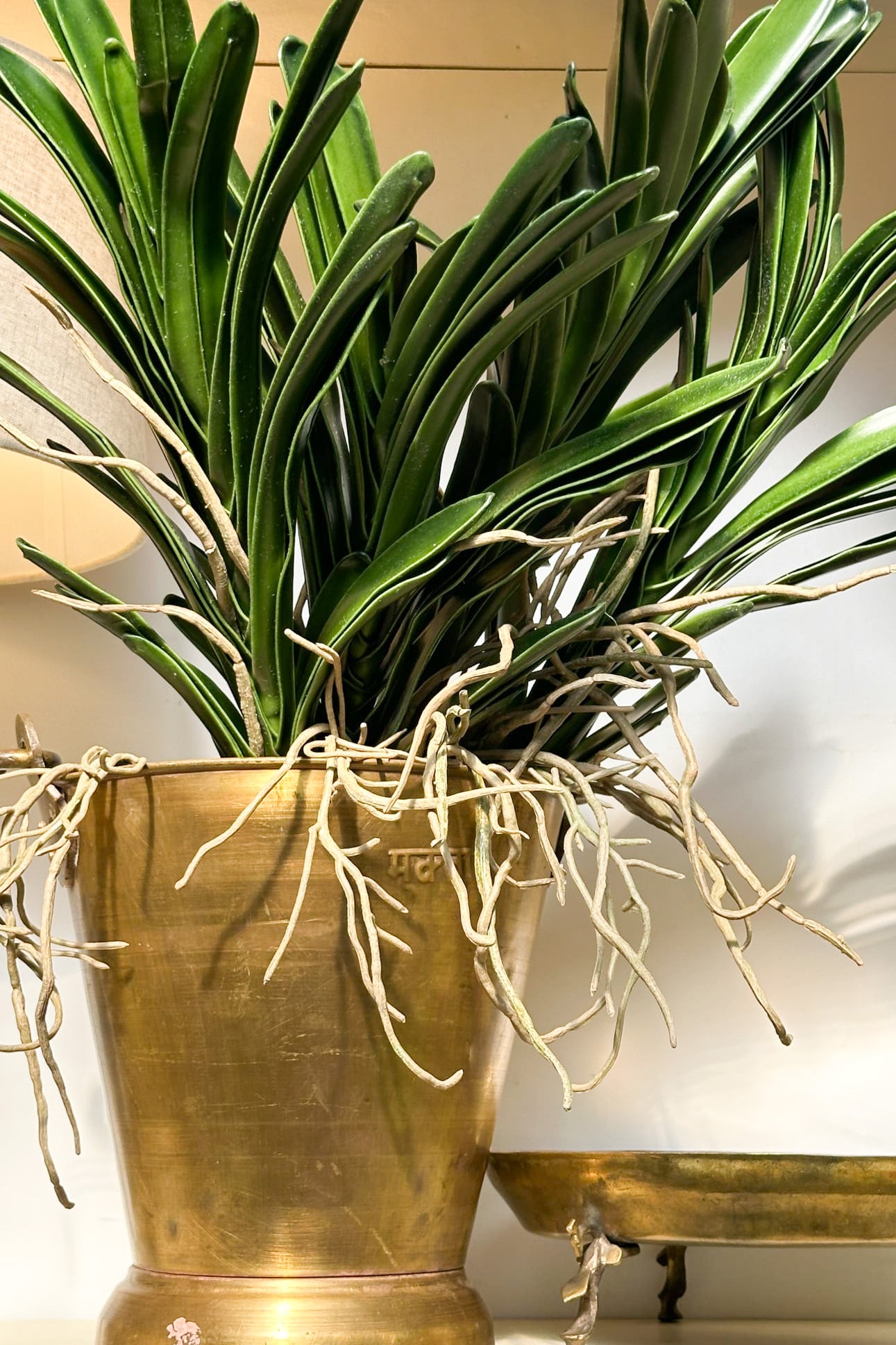 Vanda Orchid Plant - Magpie Style