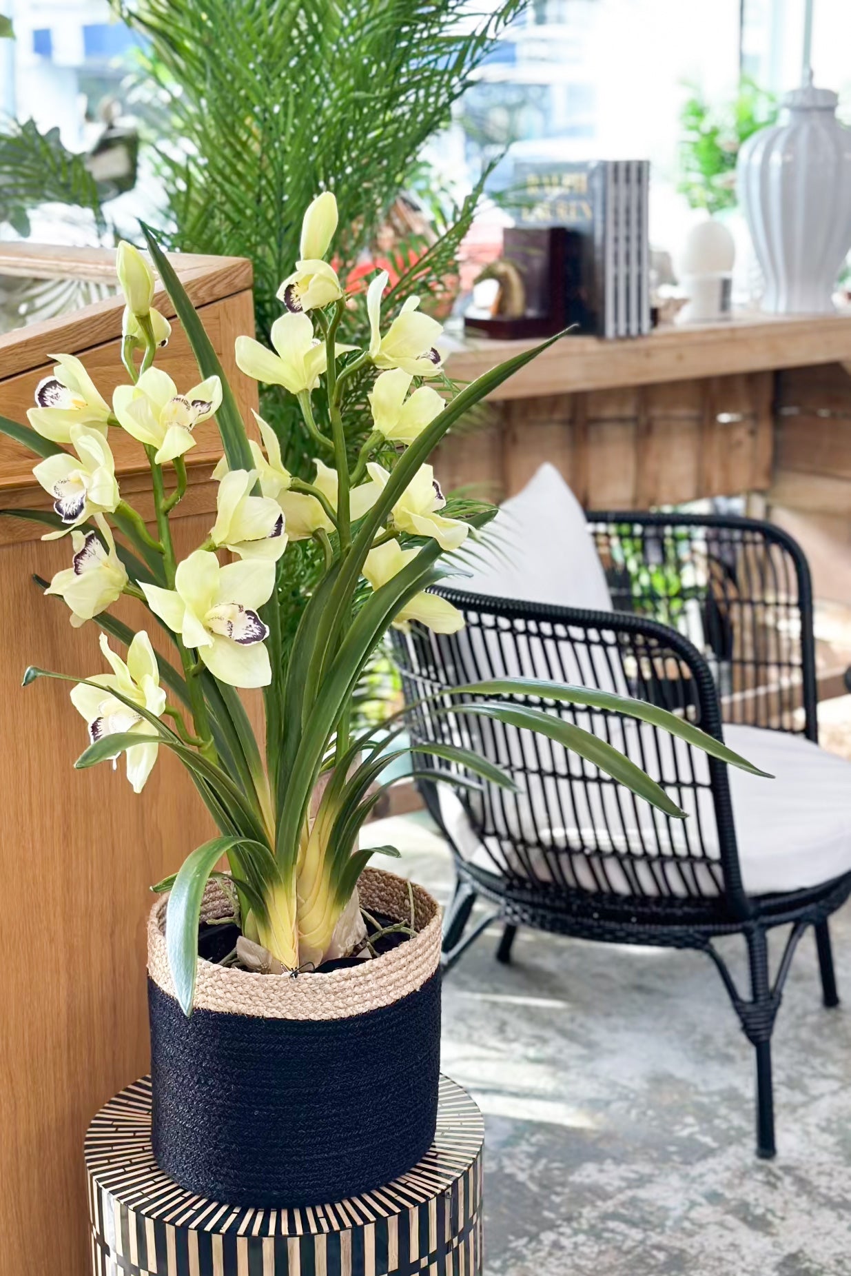 Cymbidium - Concrete Pot - Large - Magpie Style