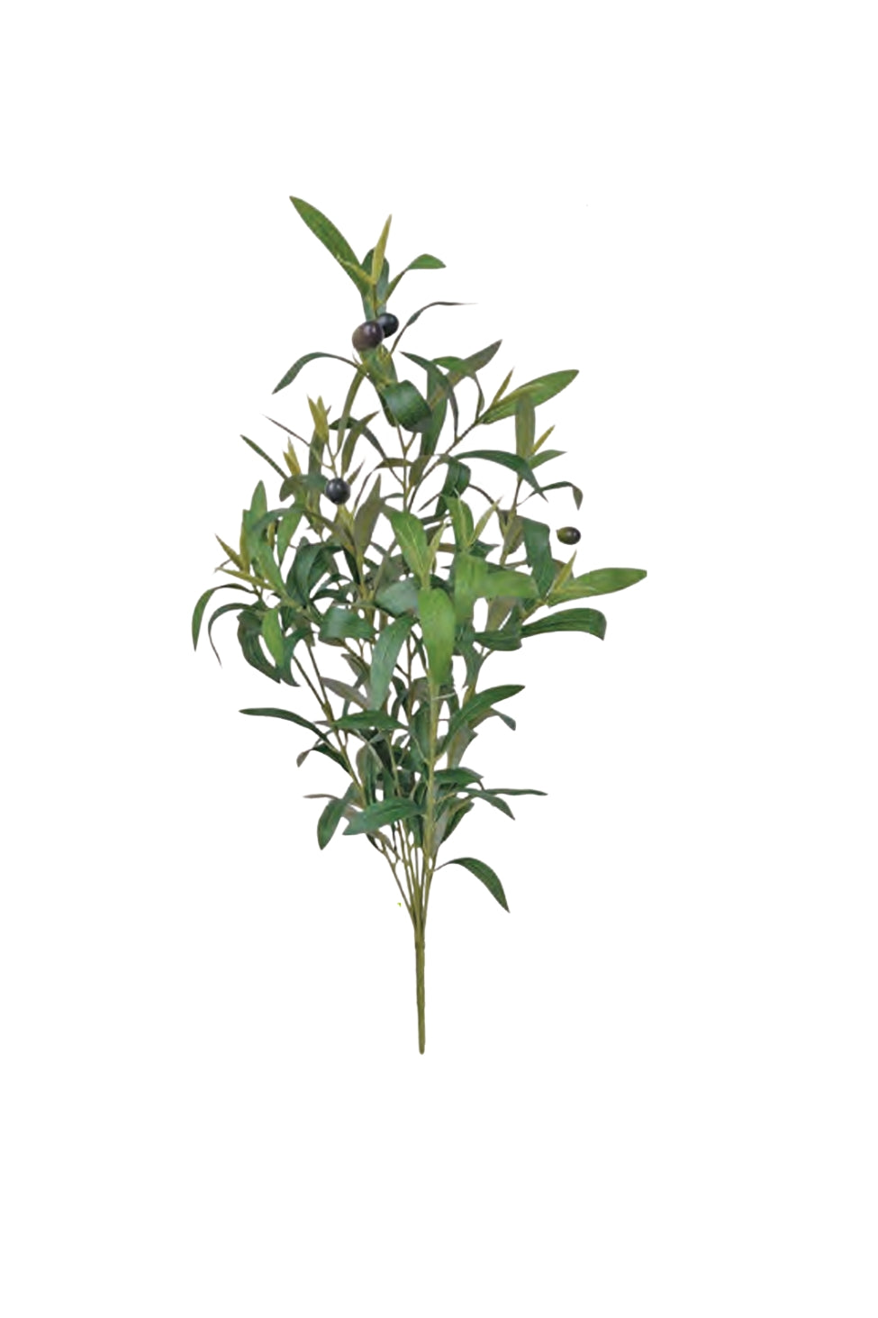 Italian Olive Bush