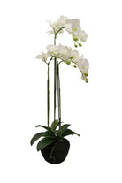 Phalaenopsis Moss Pot Orchid - Magpie Style
