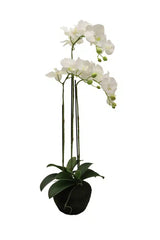 Phalaenopsis Moss Pot Orchid