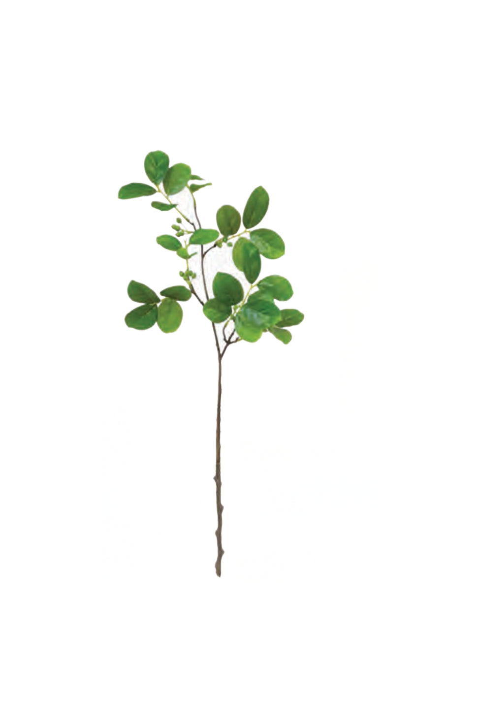 Myrtle Foliage