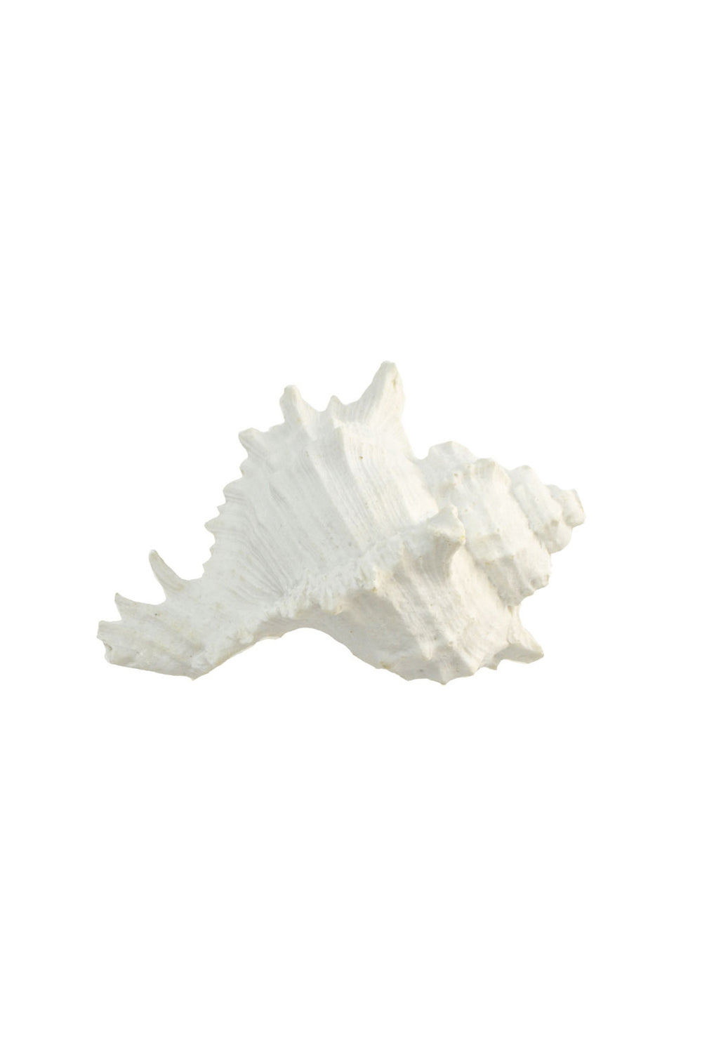 Murex Resin Shell Ornament