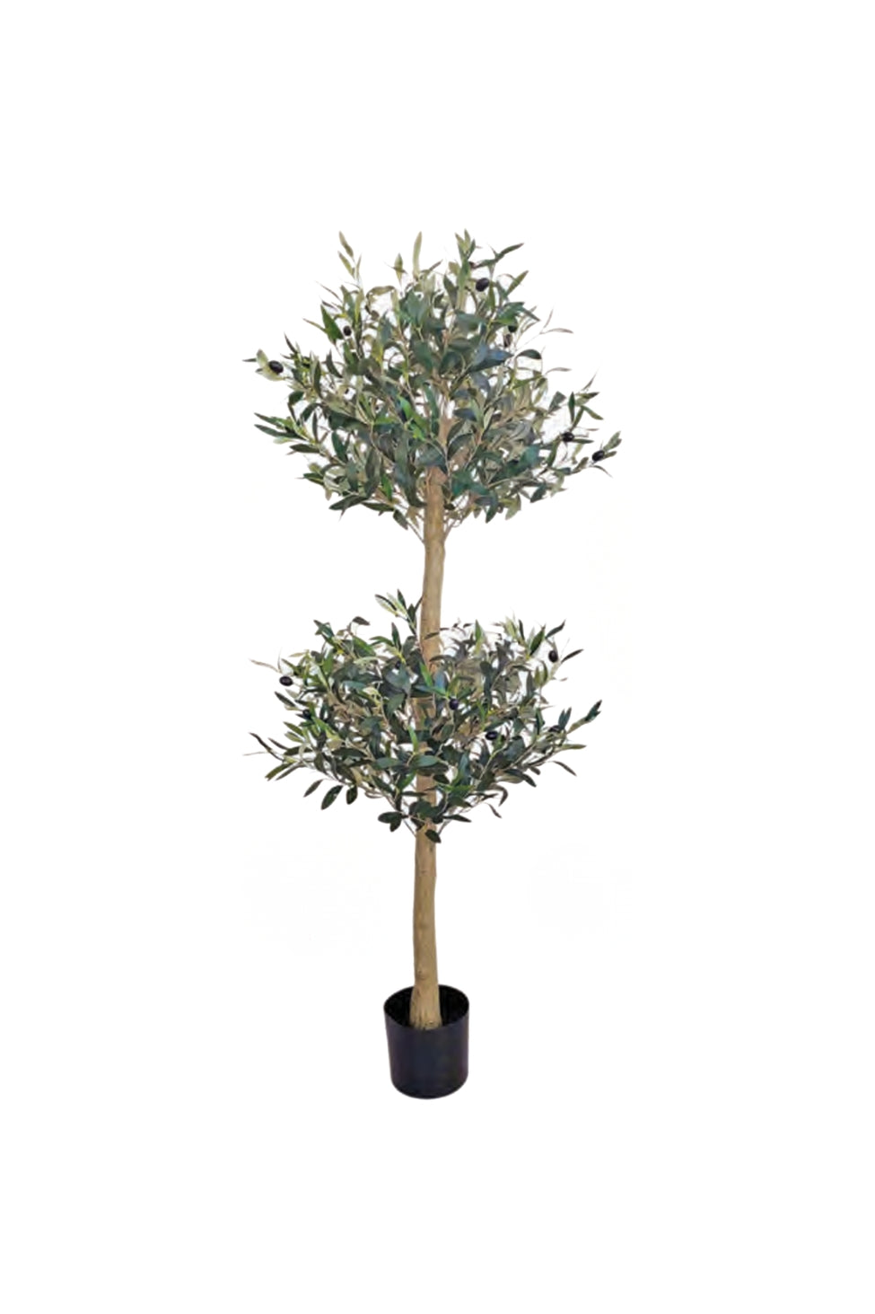 Olive Tree - 150cm