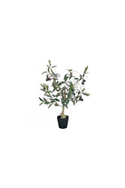 Olive Tree - 50cm - Magpie Style