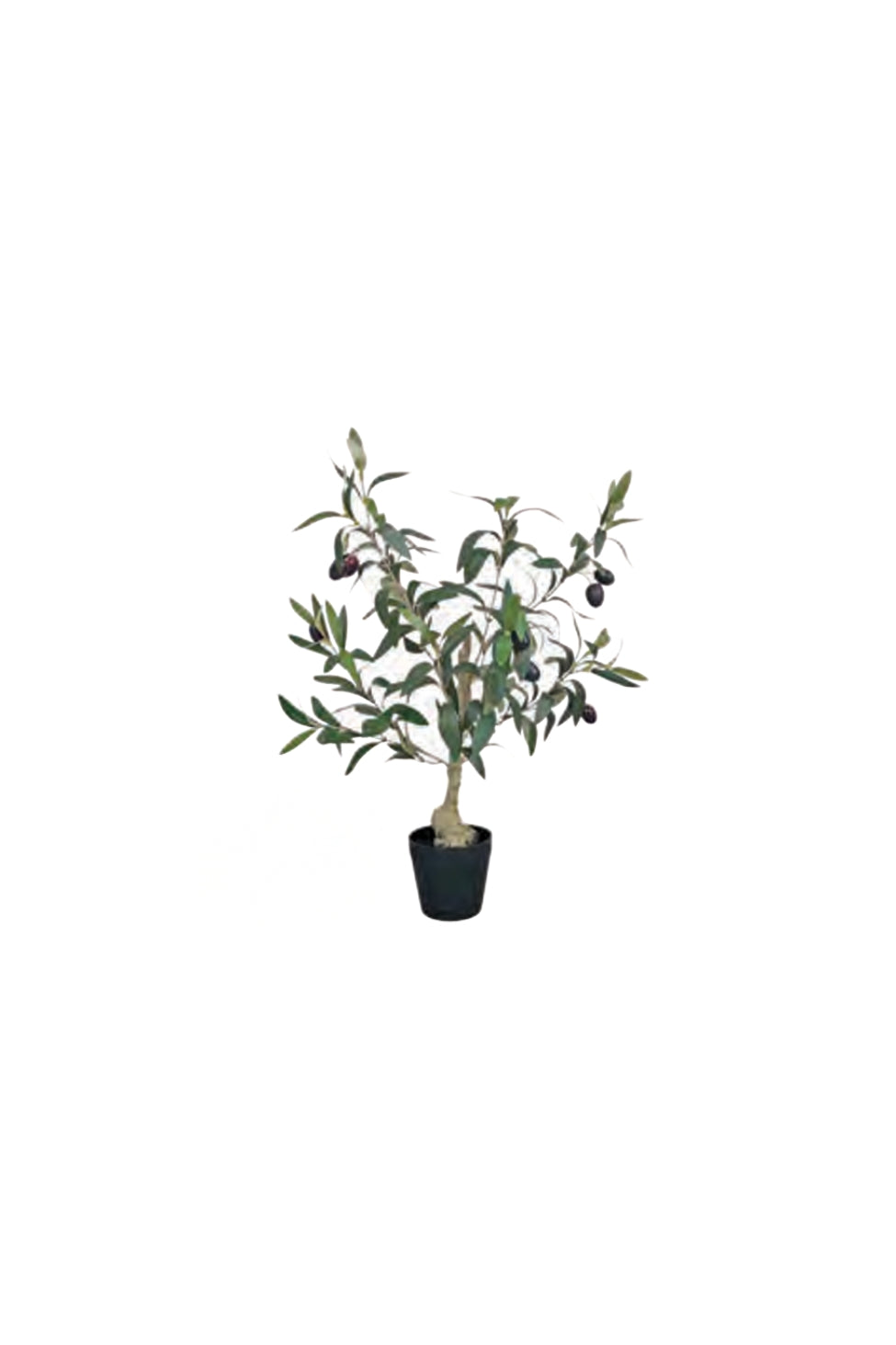 Olive Tree - 50cm - Magpie Style