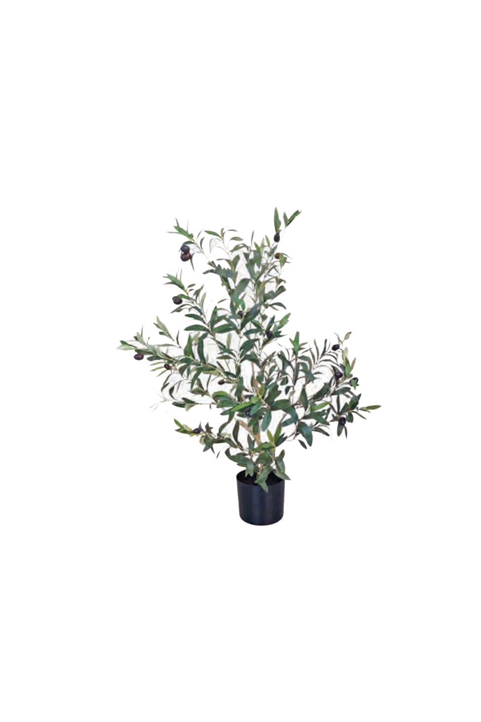 Olive Tree - 80cm