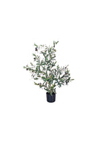 Olive Tree - 80cm - Magpie Style