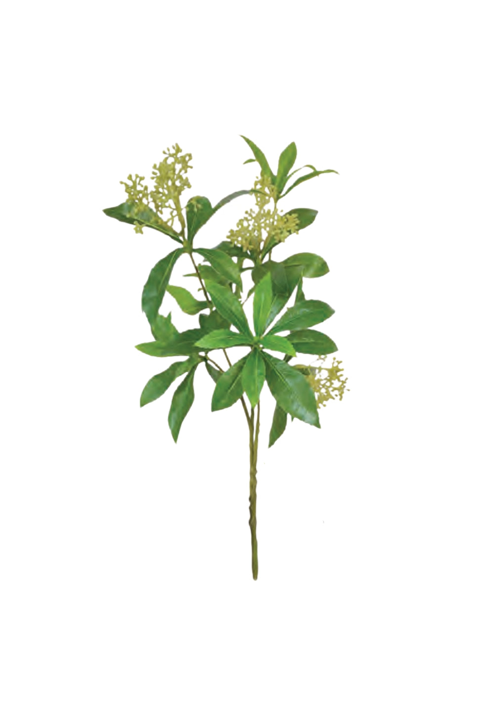 Pierus Japonica Tree - Magpie Style