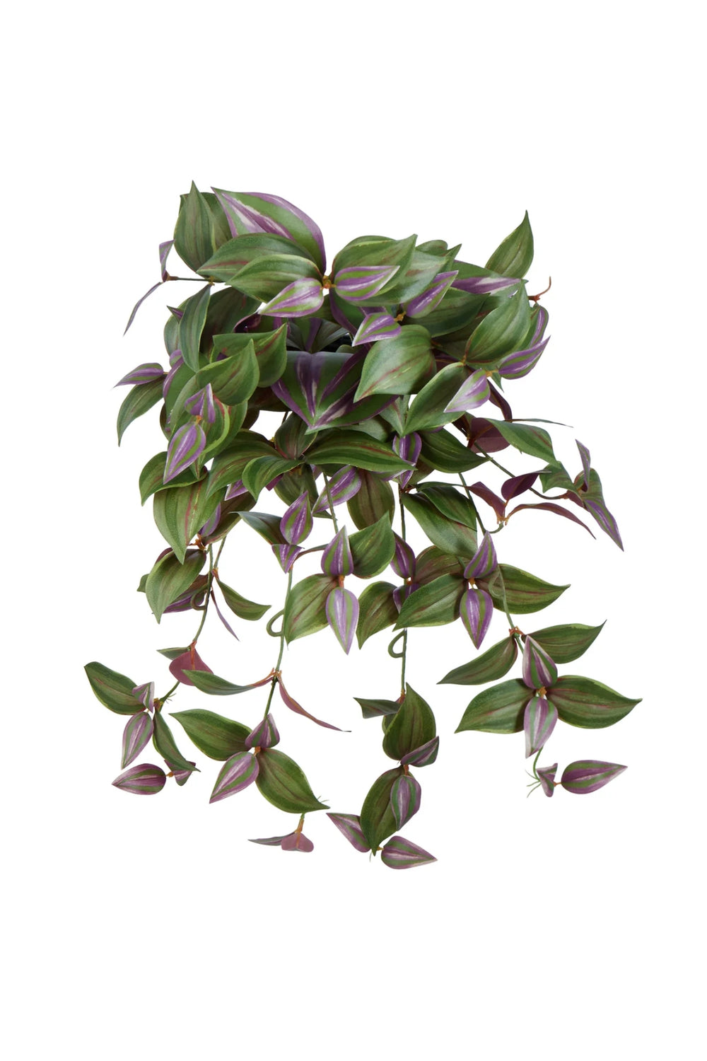 Amethyst Cascade Hanging Plant