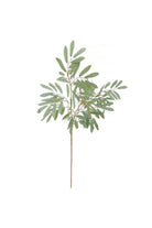 Ruscus Leaf - Magpie Style