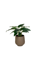 Philodendron in Trillium Planter - Green & Grey
