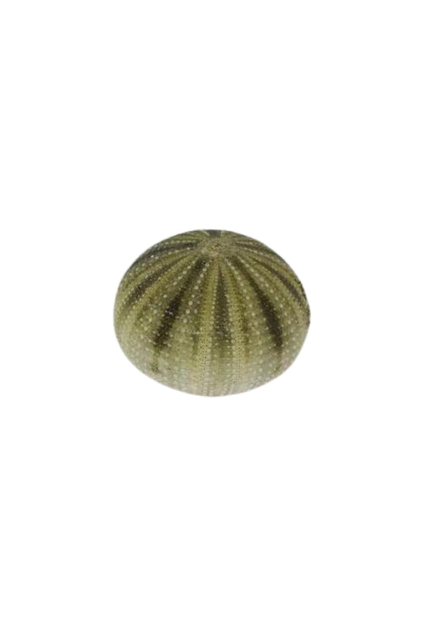 Green Sea Urchin