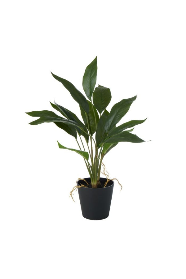 Peace Lily in Pot