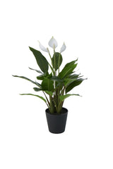 Peace Lily in Pot - Big