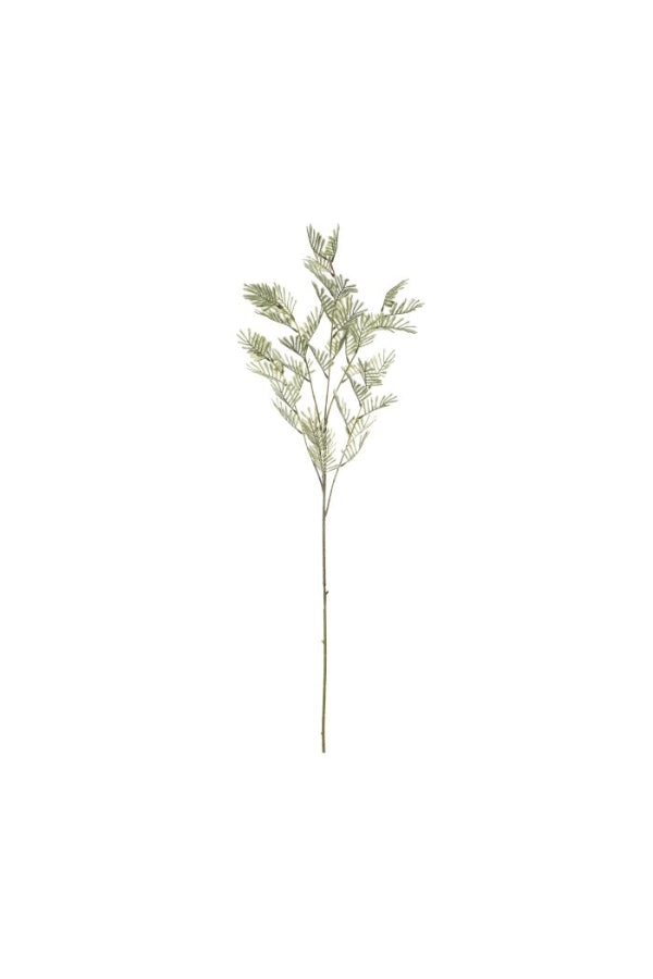 Wattle Leaf Spray