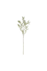 Wattle Leaf Spray
