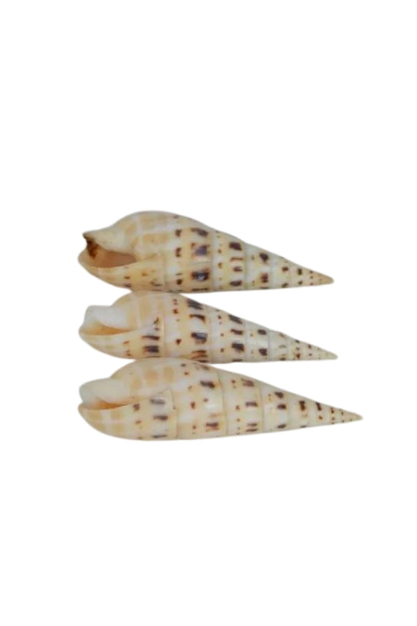 Cylinder Spotted Auger Shell - Magpie Style