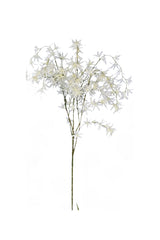 Wild Orchid Tree - White