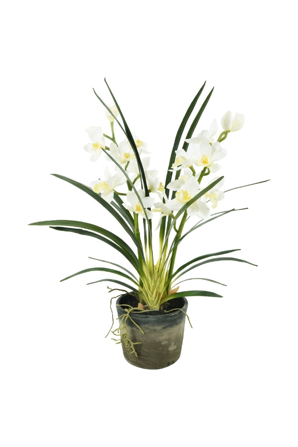Potted Cymbidium - Large - Magpie Style