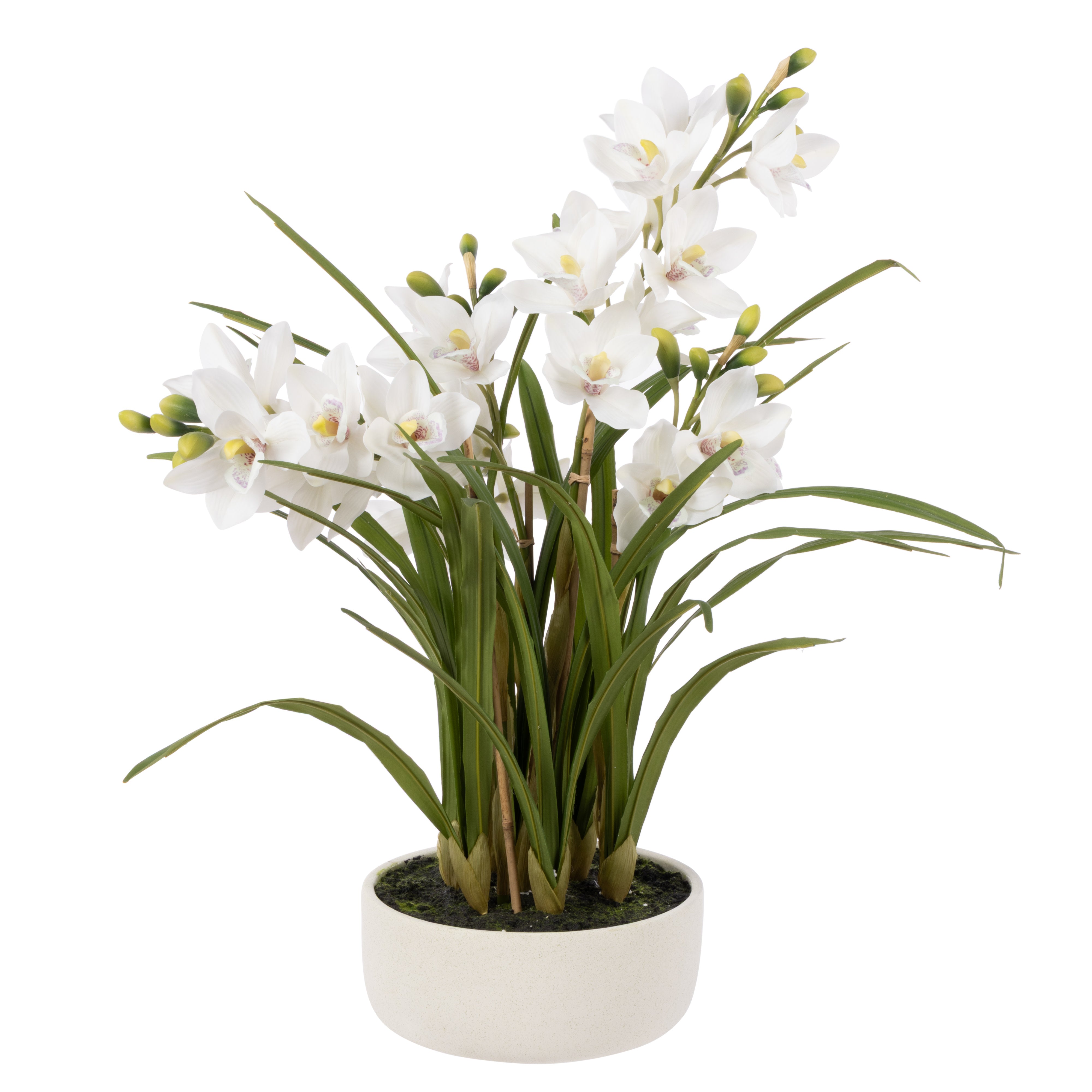 Cymbidium Orchid Pot - White - 1