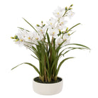 Cymbidium Orchid Pot - White - 1