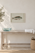 Green Wrasse Study displayed individually at true scale in a coastal interior