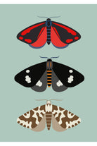 New Zealand moths greeting card by Hamish Thompson