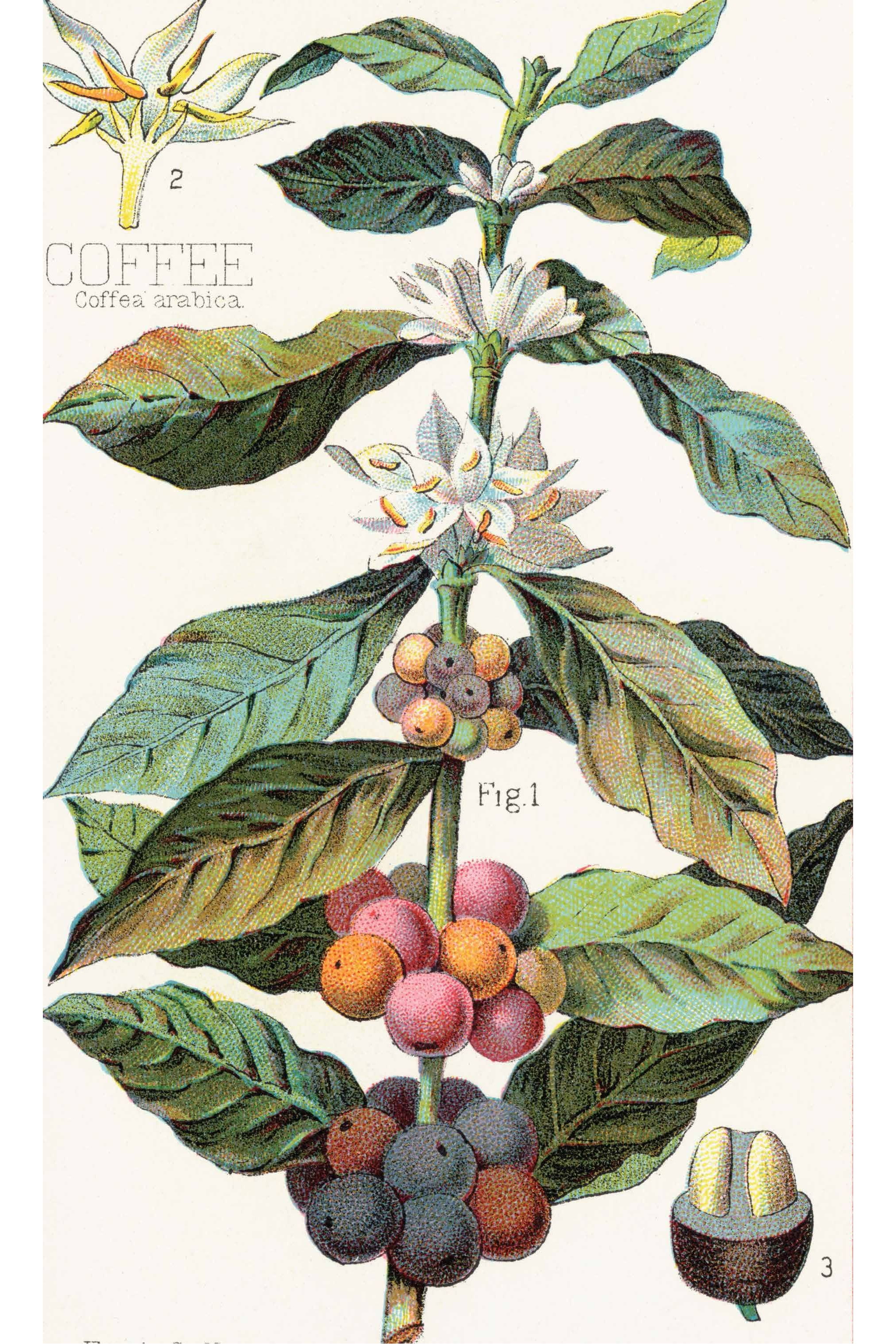 Card - Coffee Botanical